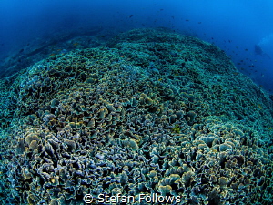 Cabbage Patch ... !

Gilli Mimpang, Bali by Stefan Follows 